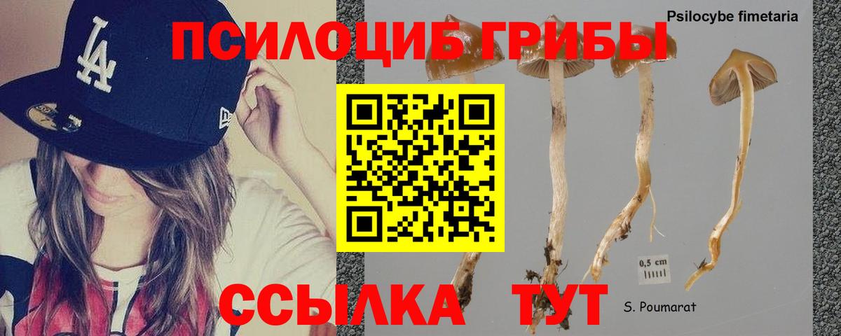 Псилоцибиновые грибы Psilocybe Крымск